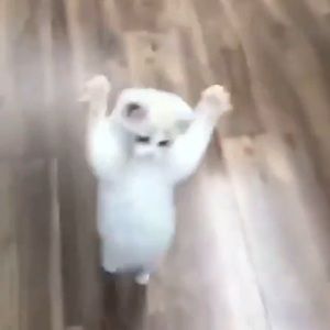 Meet your Posher, Grey